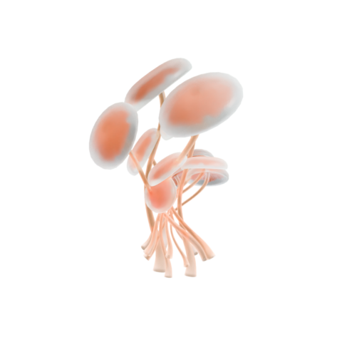 Anima - Marketing and communication