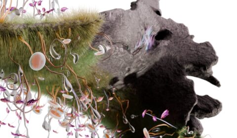 Anima | Growing nature-inspired companies