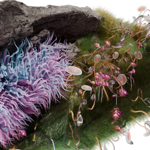 Anima | Growing nature-inspired companies