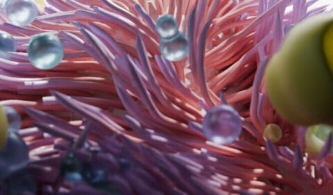 Anima - The biomimicry venture studio