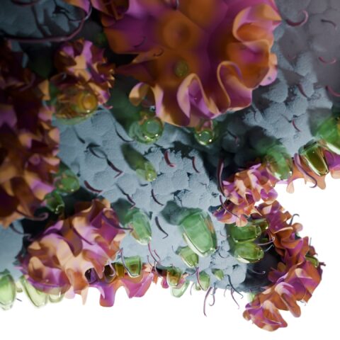 Anima | Growing nature-inspired companies